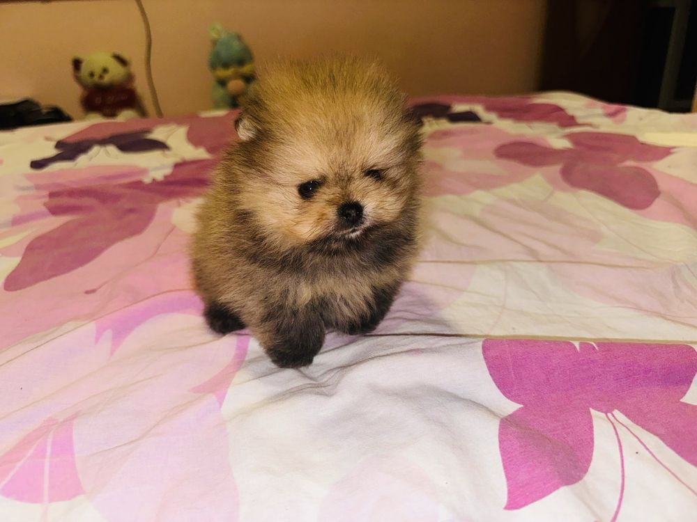 Baietel Pomeranian