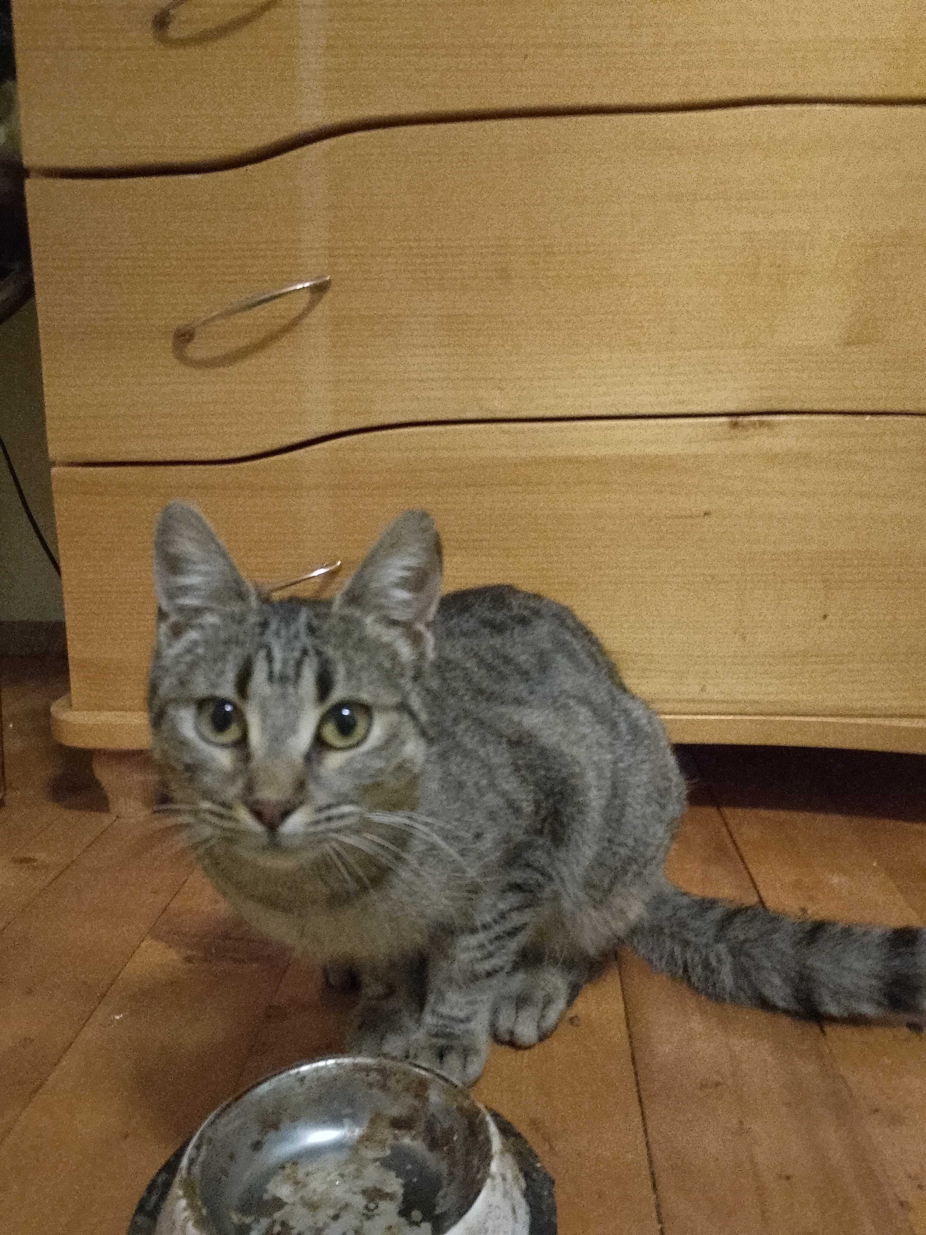 Подарявам котета