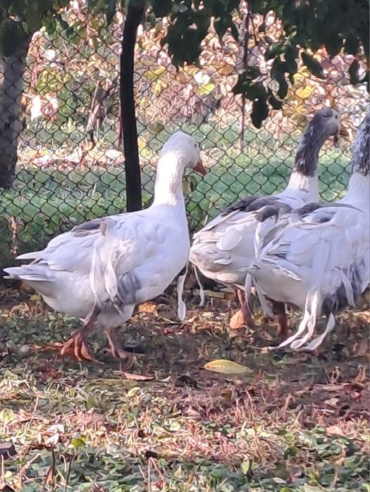 Vând gâscan (boboc din primăvară)