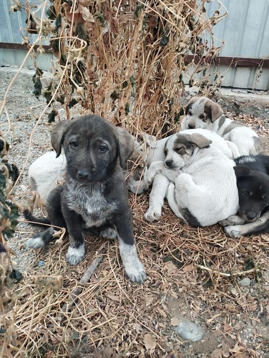 Тобет кушиктер срочно жаксы караетын адам га