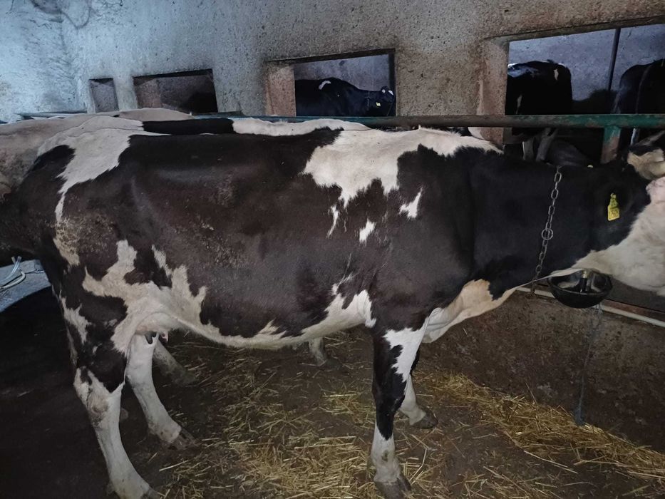 Продавам крави за клане