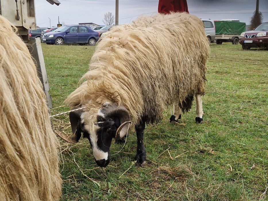 Berbeci Miori Breji de Hațeg
