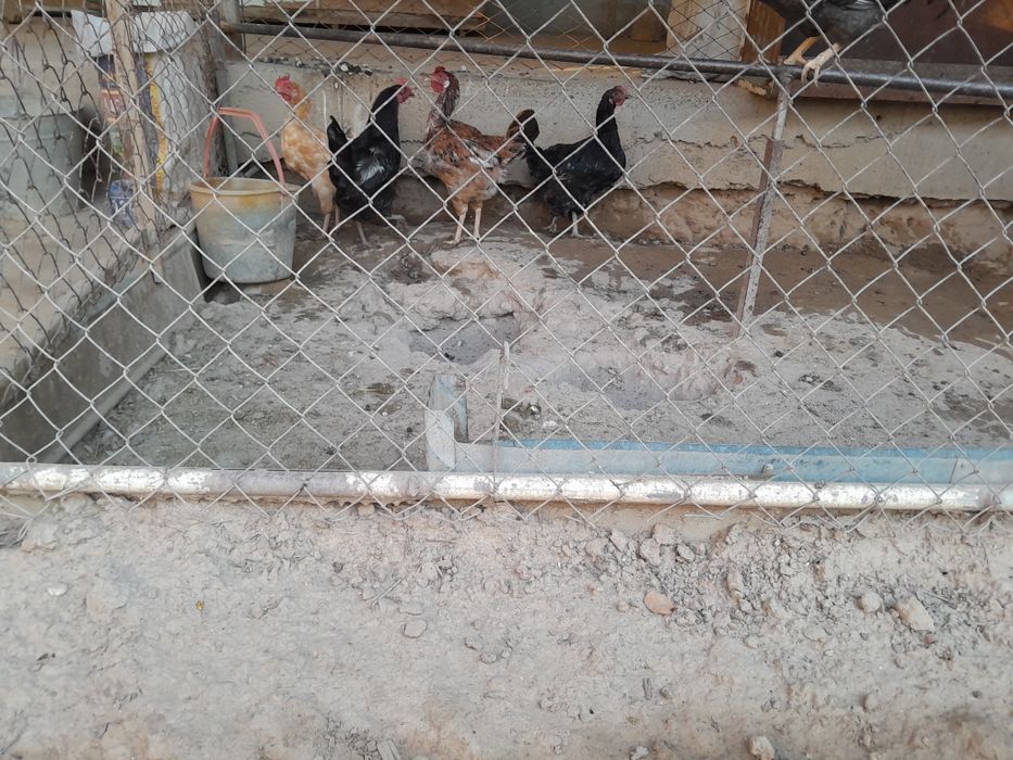 Продаю 4  цветных кур несушек .