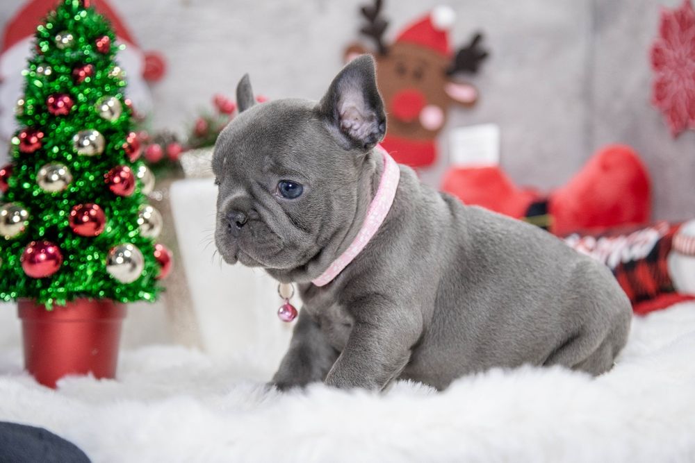 bulldog francez blue