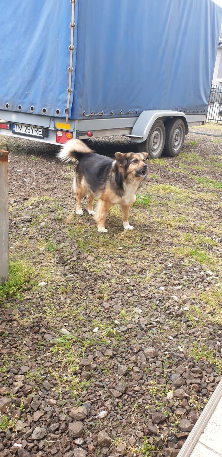 Ofer spre adopție cățel