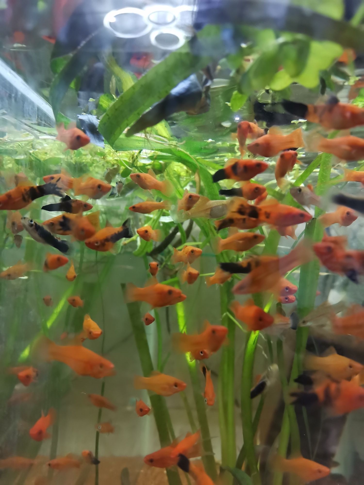 Platy/xipho acvarii