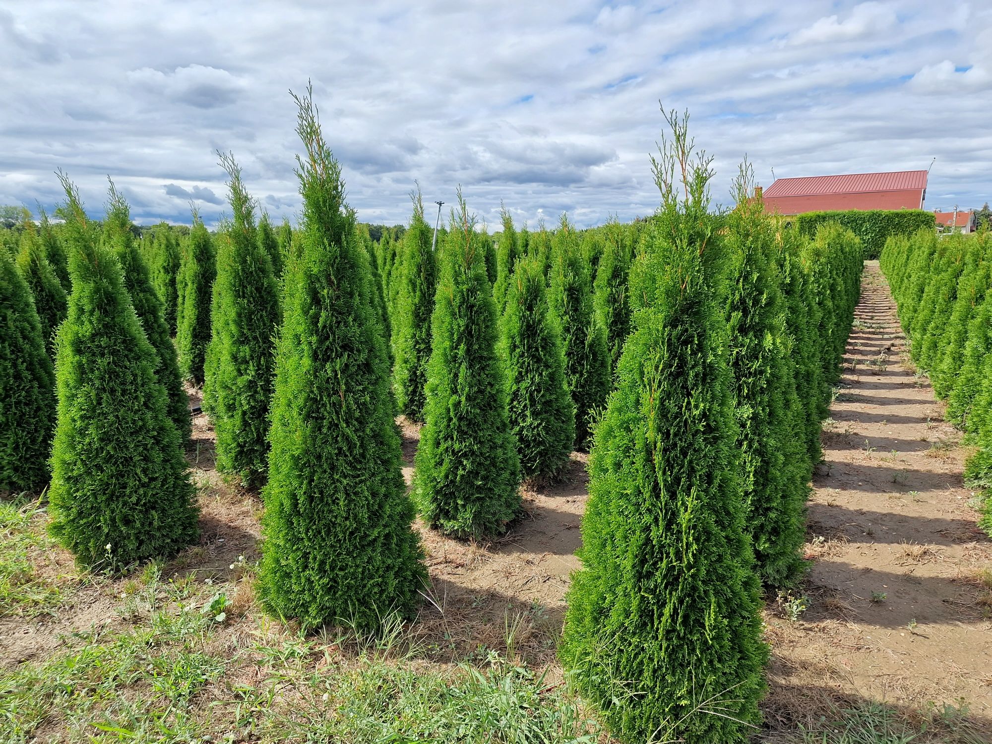 Poze reale - tuia extra - thuja smaragd, columnaris, leylandii etc