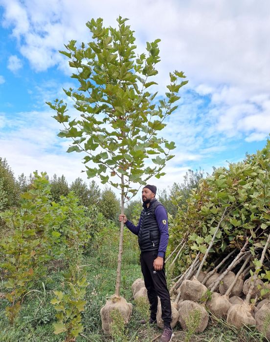 Vand mesteacan artar prunus stejar platan oriunde in tara
