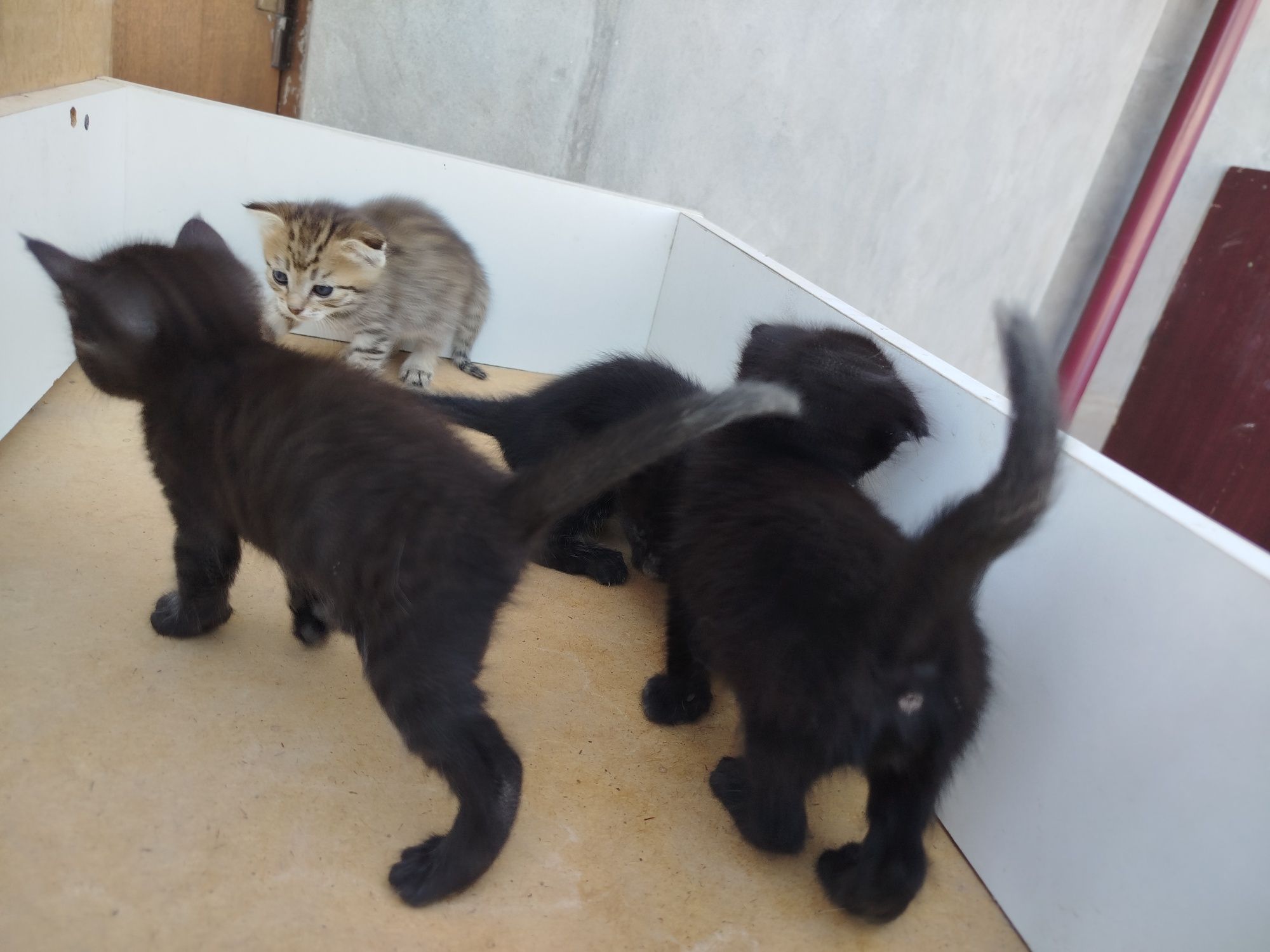 Scottish fold mushukchalar
