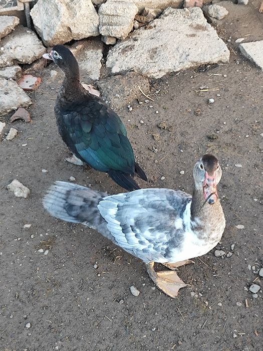 Vând o pereche de rațe mute.