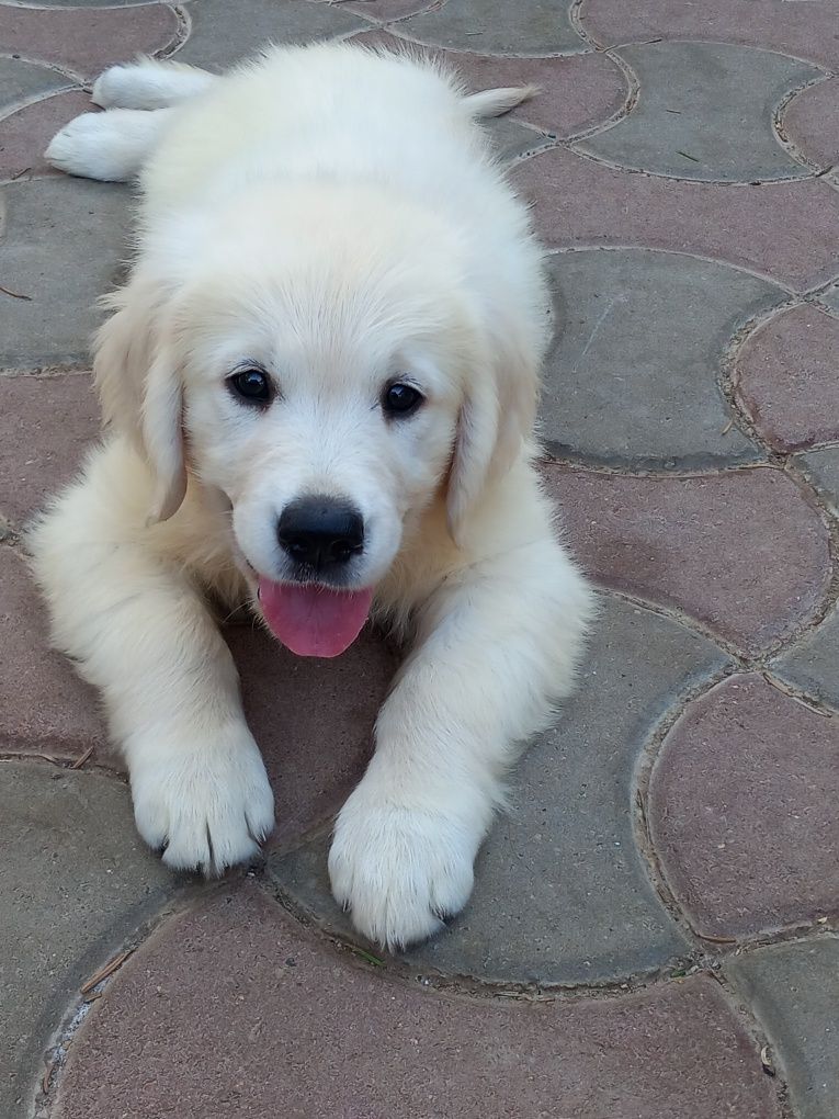 Vând catelus de golden retriever