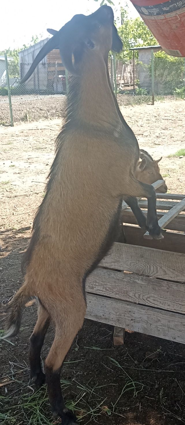 Vând iedițe vârstă 2 luni, țap de un an și capre bune de lapte alpin f