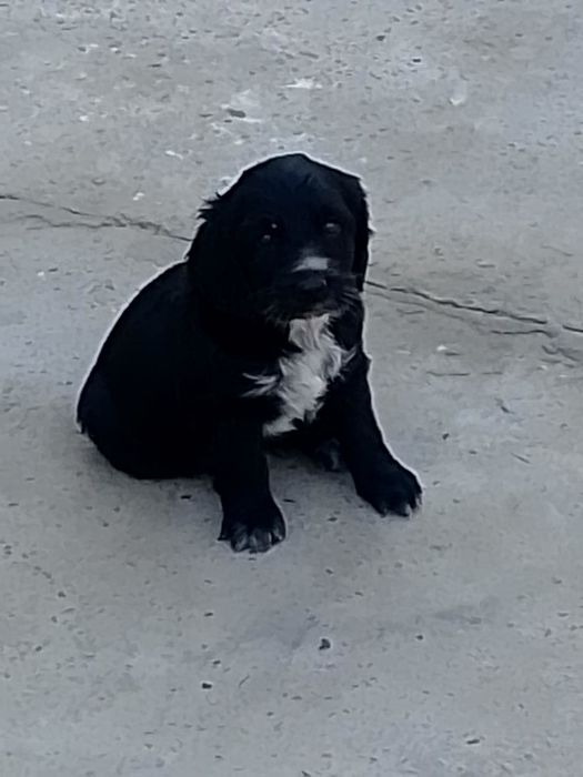 Продается щенки русский спанель