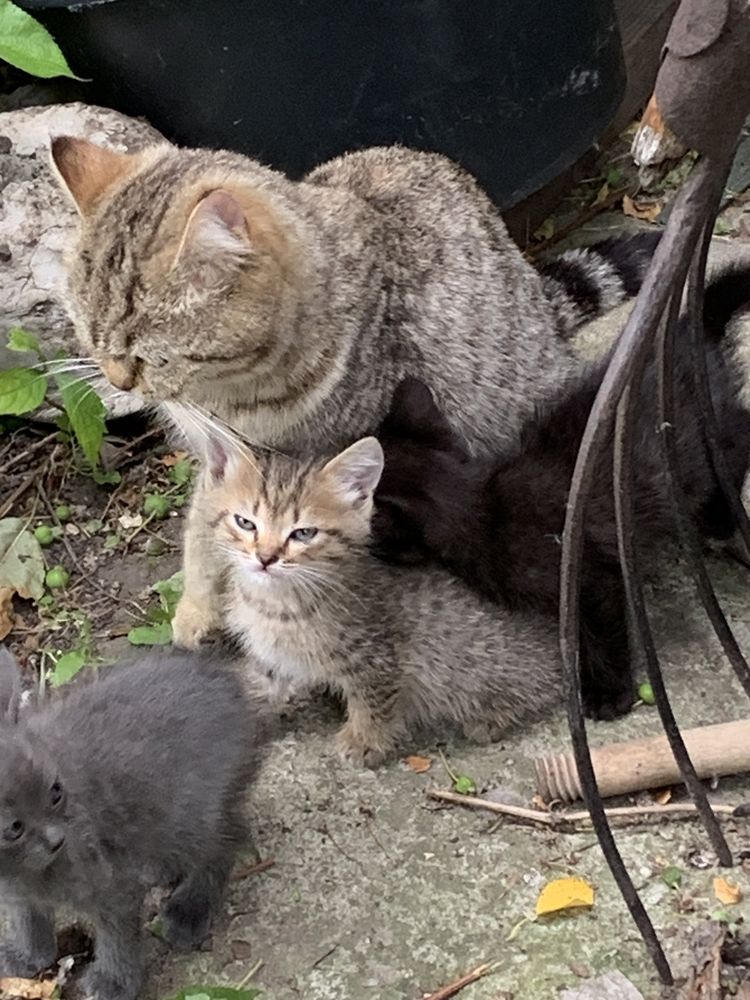 Котята в добрые руки
