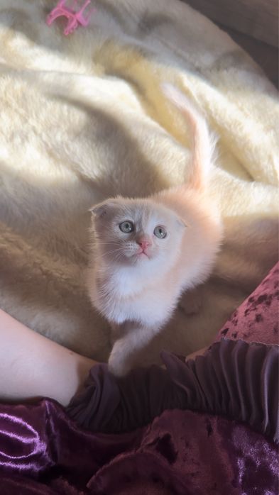 1 ярим ойлик латок билади корим йийди