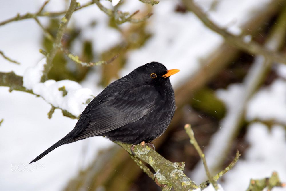 Tamron 18-200mm f3.5-6.3 XR Di II LD обектив Никон