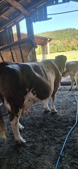 Vaci balțate de banzare