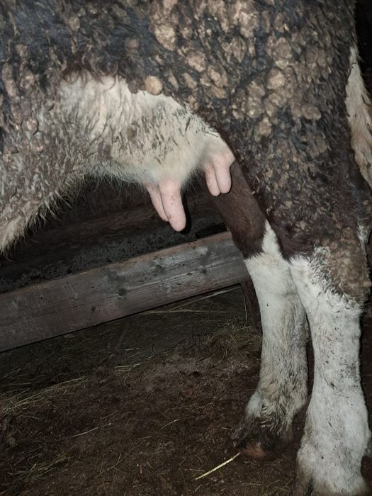 Gestantă în 7 luni.