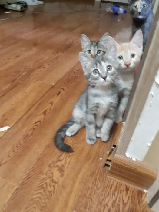 Котята в добрые руки