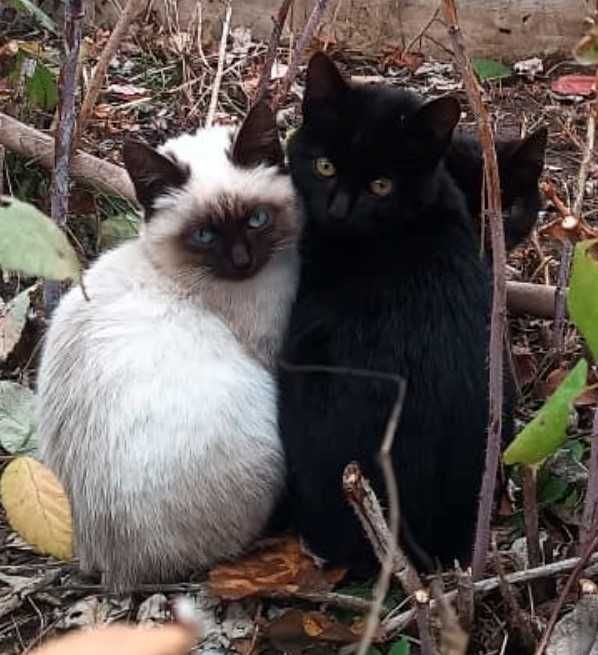 Котята очень красивые
