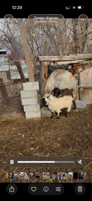 1 туған жас Ешкілер сатылады, және лақтар