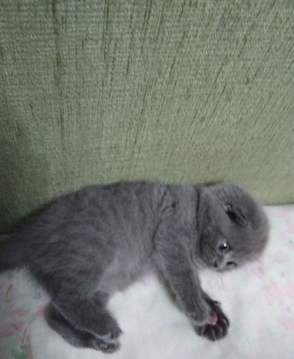 Шотлаские вислошки плюшки