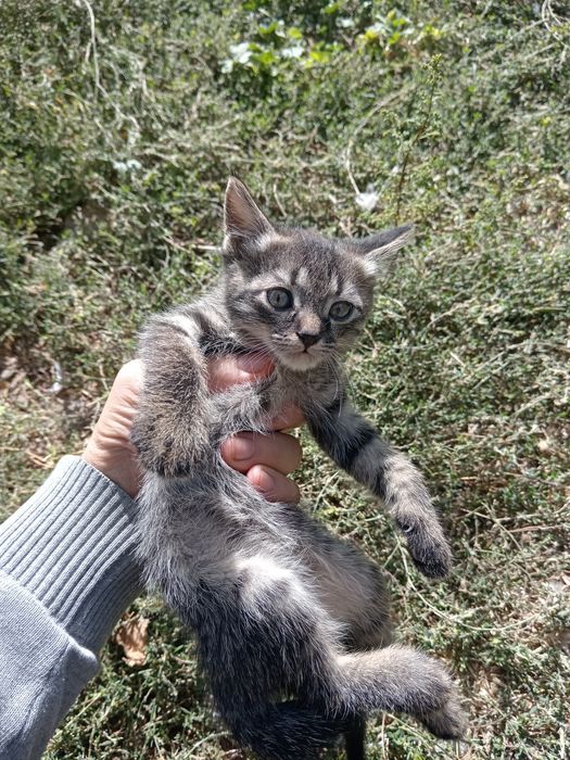 Отдам в добрые руки очаровательных котят, девочка и мальчик