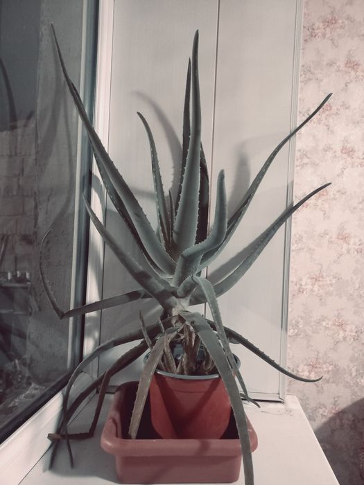 Продам алоэ детки