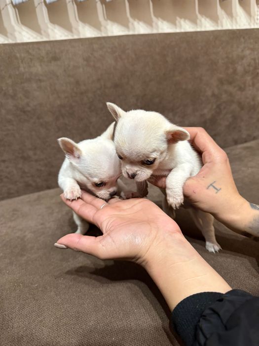 Продавам Чихуахуа