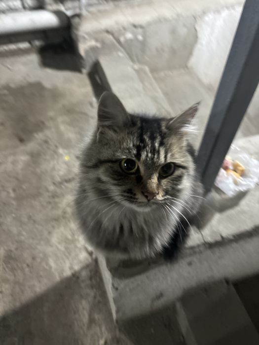 Кошка девочка ласковая