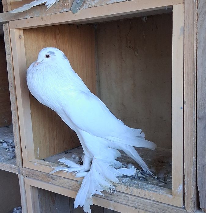 Vand porumbei gusati