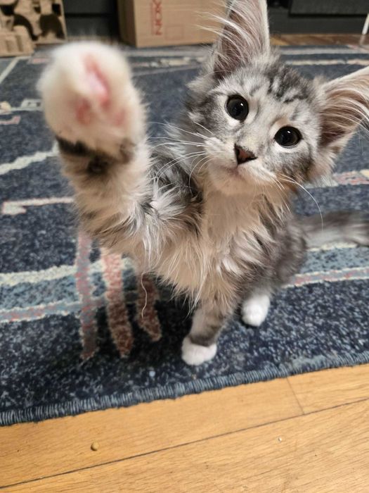 Котенца Мейн Куун