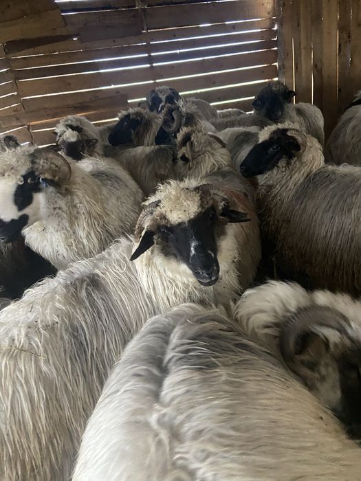 Vând 17 oi gestante + 3 berbeci + 4 miele –
