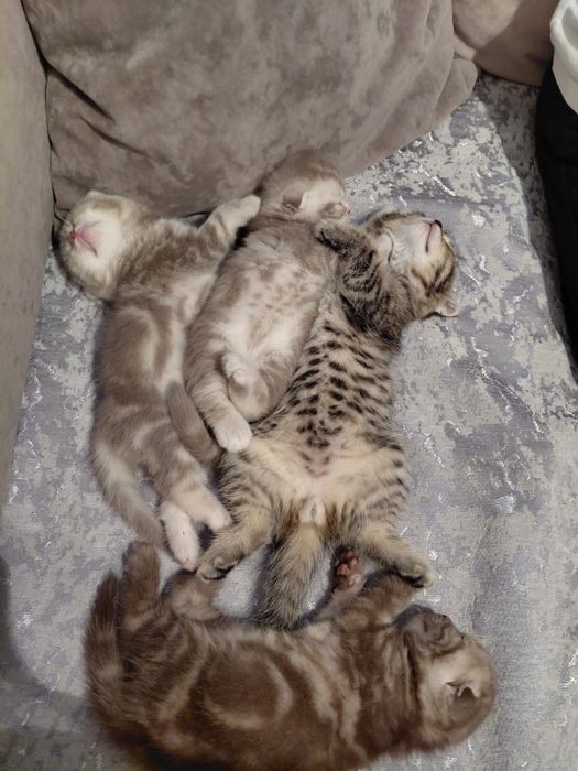 Шотландские скоттиш фолд