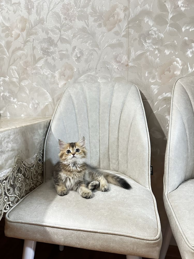 Котенок шиншилла девочка, срочно