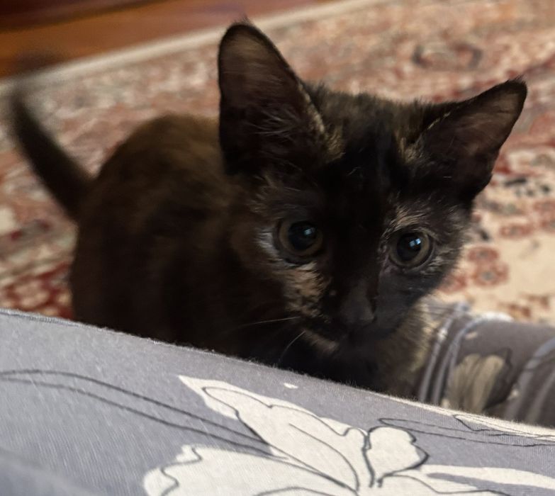 Пристройство с отслеживанием судьбы