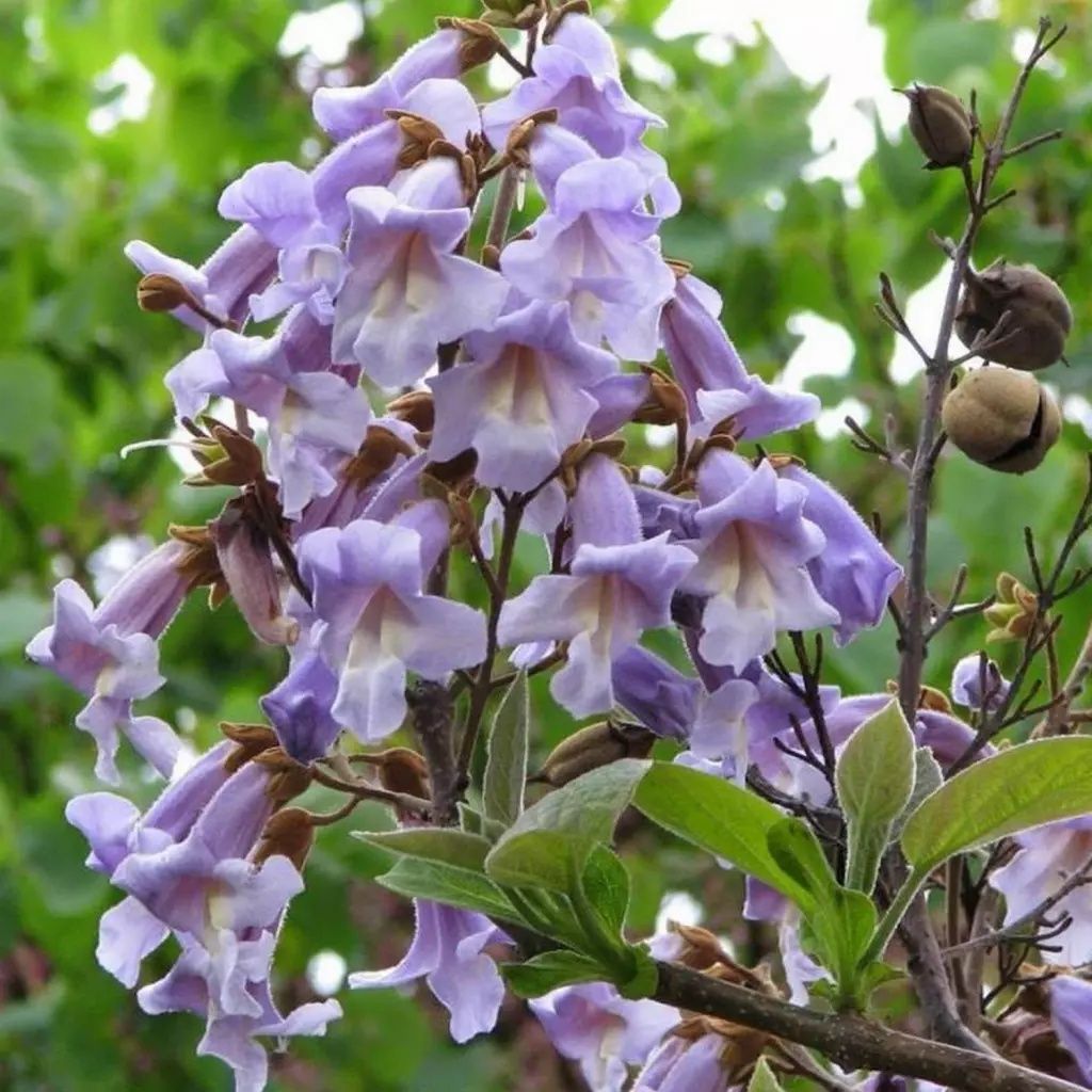 Paulownia Tomentosa (Arborele Printesei )