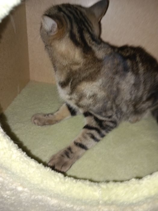 Mushukchalar uchun uycha