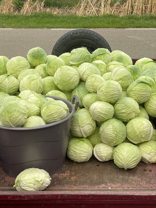 Varză de Socodor de vinzare,in cantitate mare si mică,