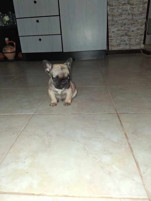 Продава се мъжко булдоче