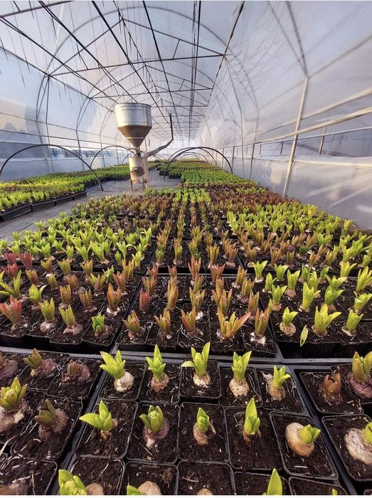 Soba peleti solar rasad sera incalzit hala locuinta.