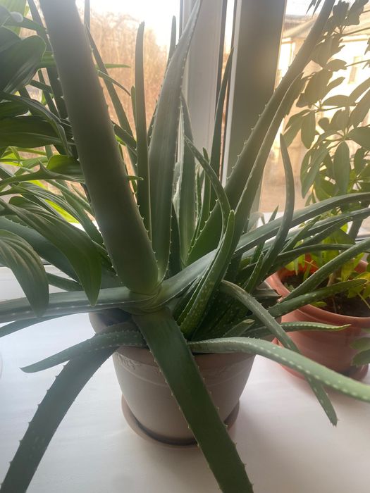 Продаю цветок алоэ