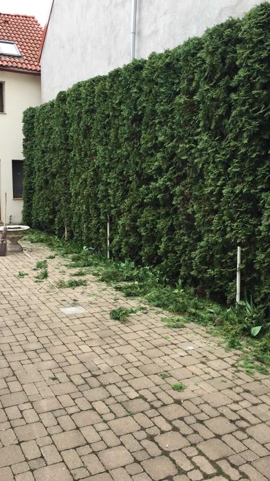 Pepiniera de tuia si arbori ornamentali