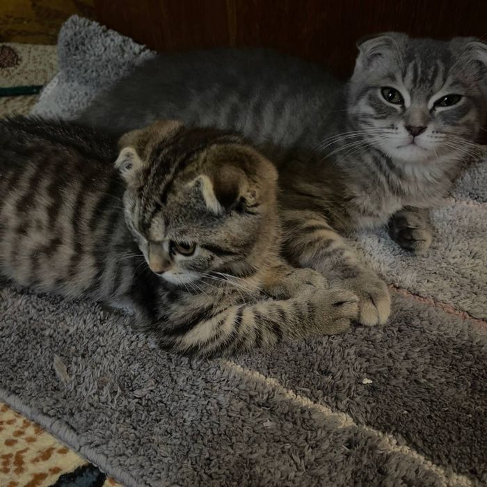 Продаются котята 3 с половиной месяца скотишфулд британцы