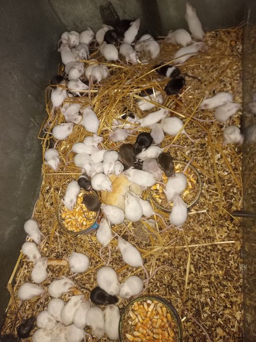 Șoricei laborator Constanța