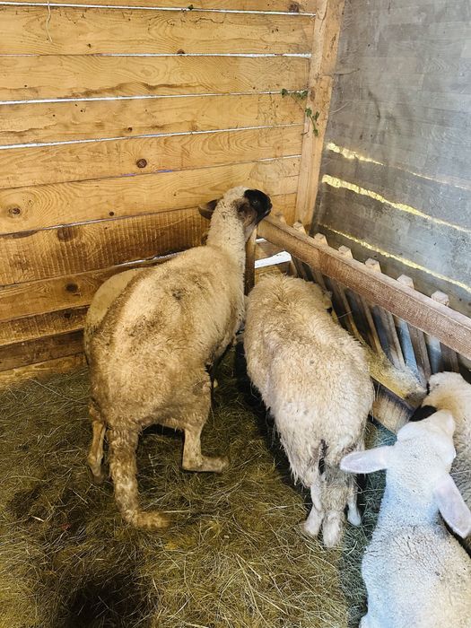 Продавам две Овци