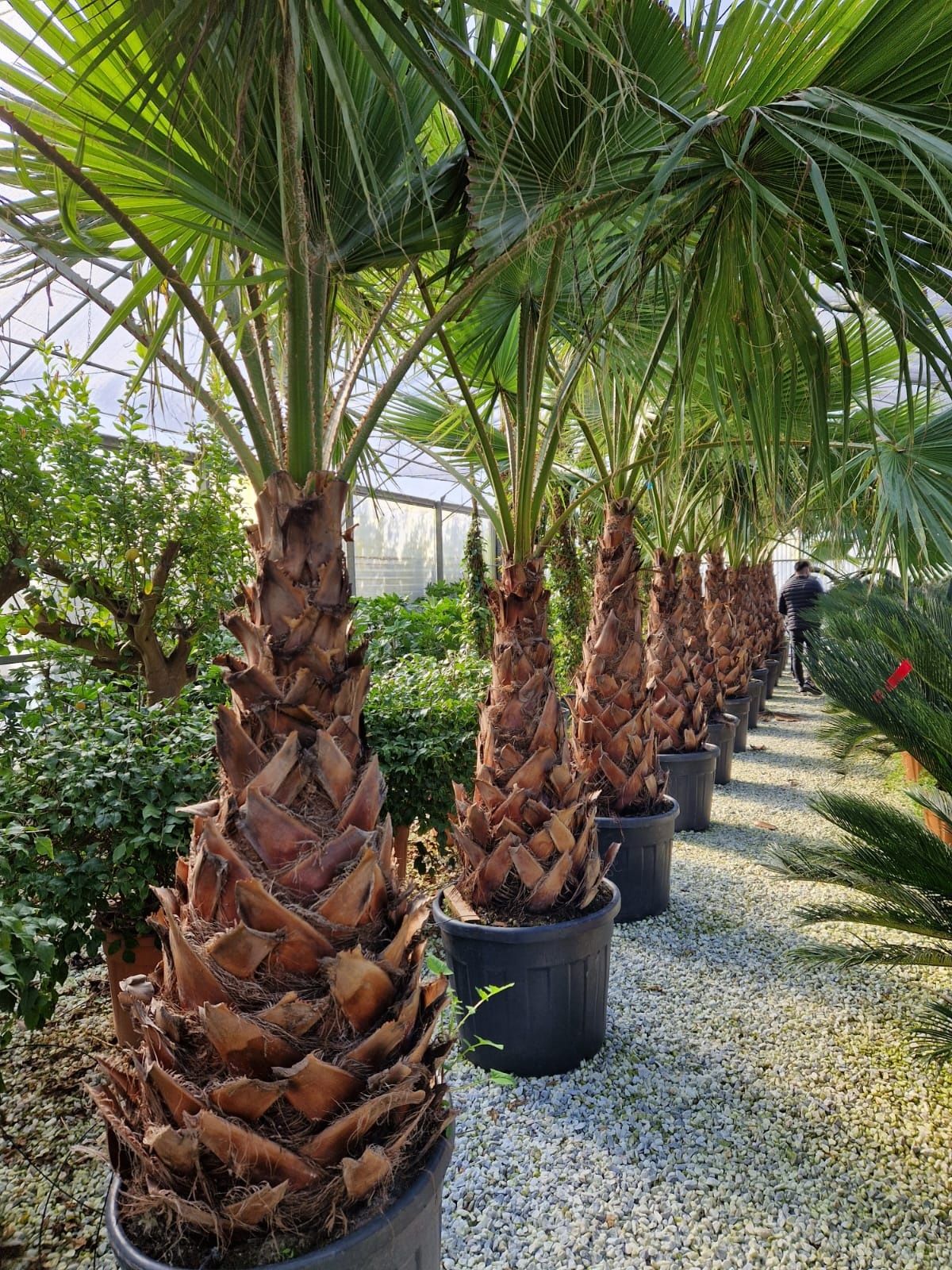 Vand palmier Washingtonia robusta