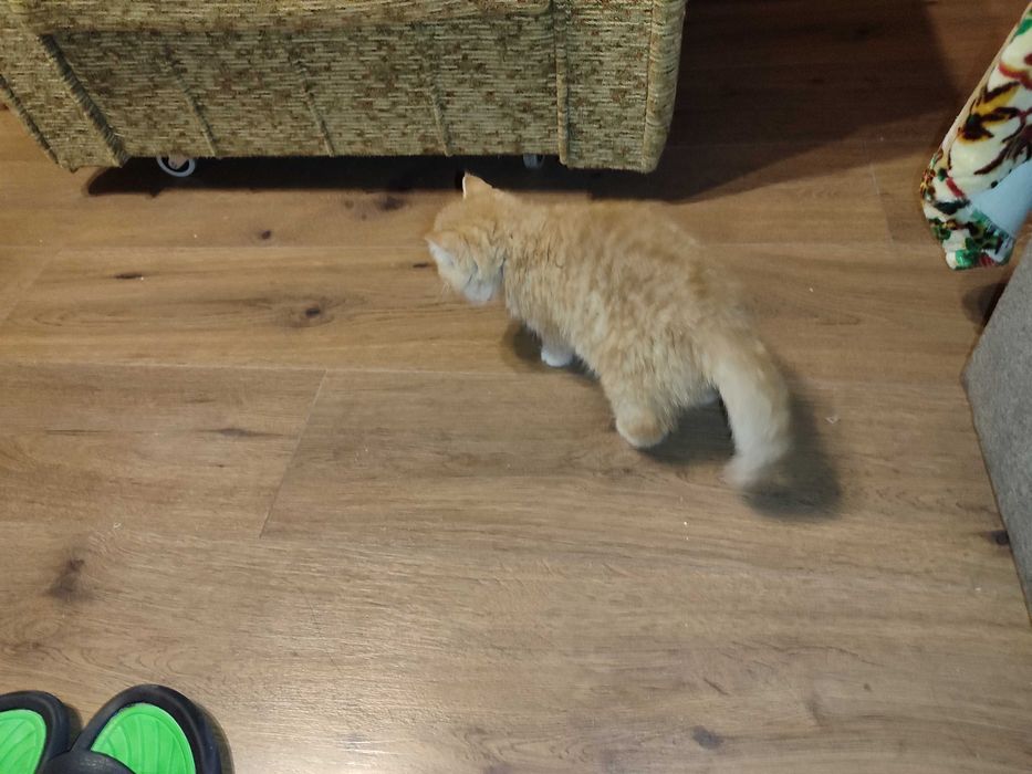 Женско екзотично персийско коте на 4 месеца.