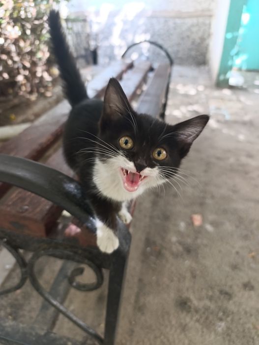 Отдам котенка в добрые руки