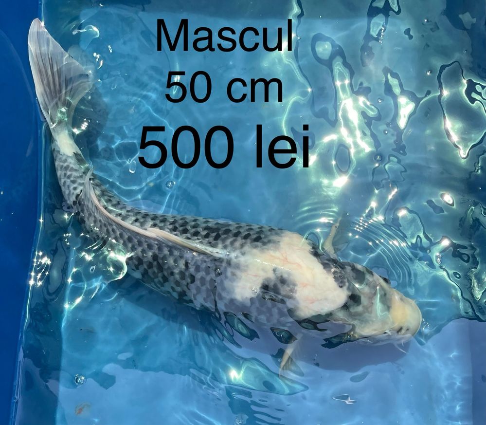 Crapi koi dimensiuni mari 35cm sau 50 cm